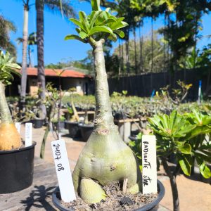 2407 08 Rosa do Deserto Radiant Star