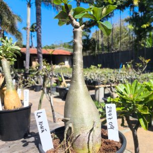 2407 09 Rosa do Deserto La nina