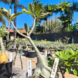 2407 10 Rosa do Deserto Chocolate II