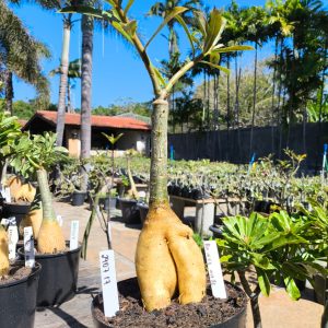 2407 17 Rosa do Deserto Mah Nee Nate