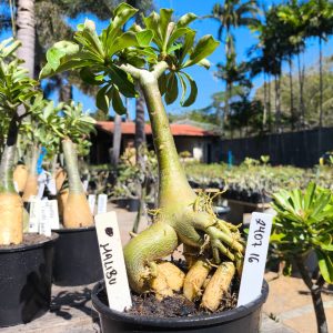 2407 16 Rosa do Deserto Malibu