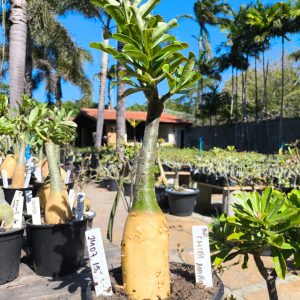 2407 15 Rosa do Deserto Chibi Maruko