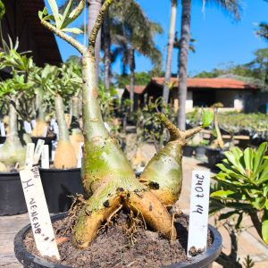 2407 14 Rosa do Deserto Menina veneno