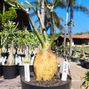 2407 13 Rosa do Deserto Ultimate Yellow