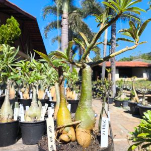 2407 12 Rosa do Deserto Mah Nee Nate (Gemeas)