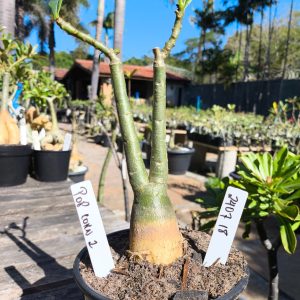 2407 18 Rosa do Deserto Pop Corn II