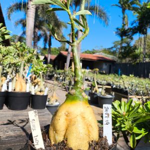 2407 19 Rosa do Deserto Black Lady