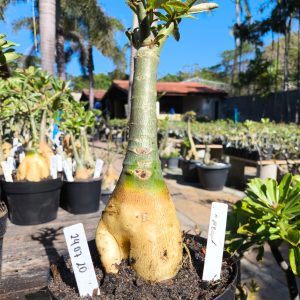 2407 20 Rosa do Deserto Neon