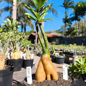 2407 21 Rosa do Deserto Godiva