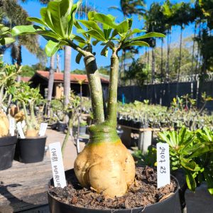 2407 23 Rosa do Deserto Chibi Maruko