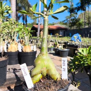 2407 24 Rosa do Deserto Disney