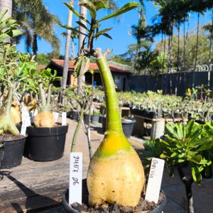 2407 26 Rosa do Deserto Godiva