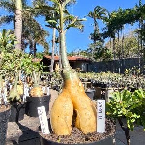 2407 28 Rosa do Deserto Thinkig Of You