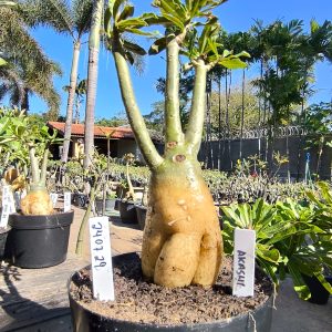 2407 29 Rosa do Deserto Akachi