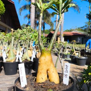 2407 30 Rosa do Deserto Snow Pink