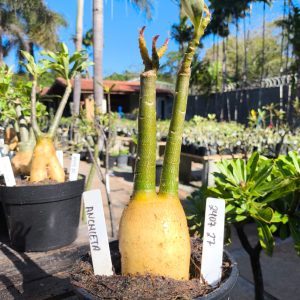 2407 27 Rosa do Deserto Anchieta