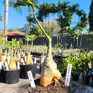 2407 22 Rosa do Deserto Especialle