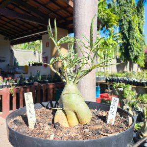 2507 01 Baoba Nova Tanzânia