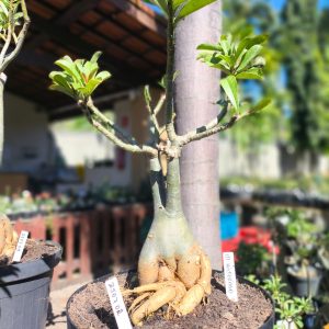 2507 02 Baoba ID Misterioso