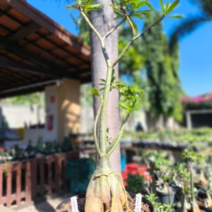 2507 05 Baoba Surprise