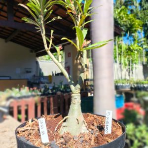 2507 06 Baoba ID Misterioso