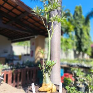 2507 08 Baoba Surprise