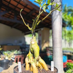 2507 09 Baoba ID Misterioso