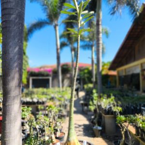 2507 02 Anaconda de semente