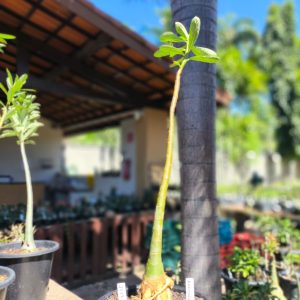 2507 03 Anaconda de semente