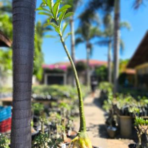 2507 04 Anaconda de semente