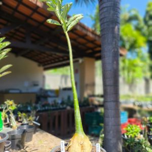 2507 06 Anaconda de semente