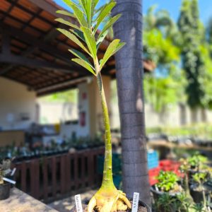 2507 07 Anaconda de semente