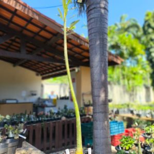 2507 08 Anaconda de semente