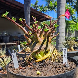 2507 01 Arabicum Lava - Adulta