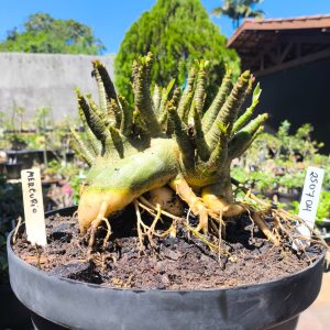 2507 04 Arabicum Mercúrio - Adulta