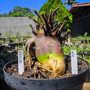 2507 05 Arabicum Nix - Adulta