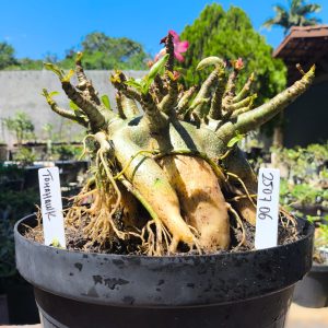 2507 06 Arabicum Tomahawk - Adulta