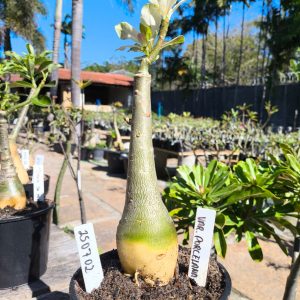 2507 02 Rosa do Deserto Variegata Porcelana