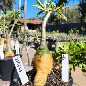 2507 03 Rosa do Deserto T21