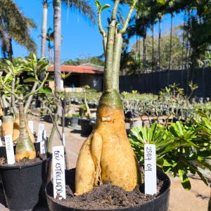 2507 04 Rosa do Deserto Céu Estrelado