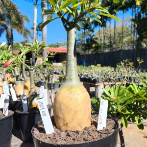 2507 05 Rosa do Deserto Mah Nee Nate