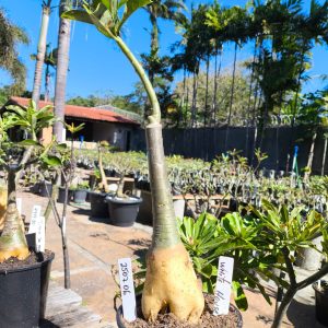 2507 06 Rosa do Deserto White House