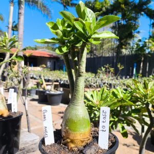 2507 07 Rosa do Deserto Coral Angel