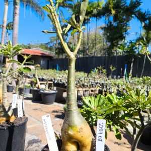 2507 08 Rosa do Deserto Metaversso