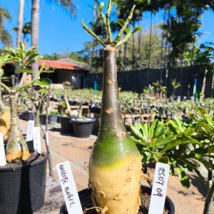 2507 09 Rosa do Deserto White Angel