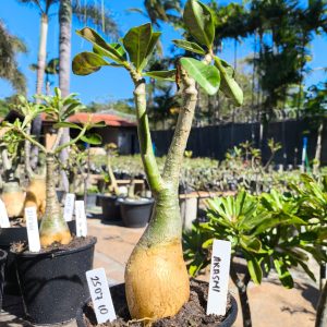 2507 10 Rosa do Deserto Akachi