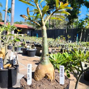 2507 13 Rosa do Deserto Mah Nee Nate