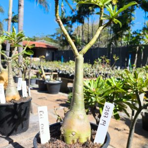 2507 14 Rosa do Deserto Rei Davi