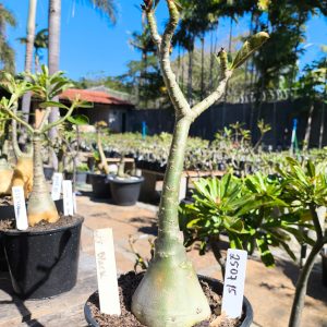 2507 15 Rosa do Deserto Black