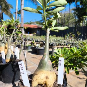 2507 16 Rosa do Deserto P200